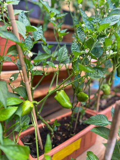 chilli26 (3).jpeg